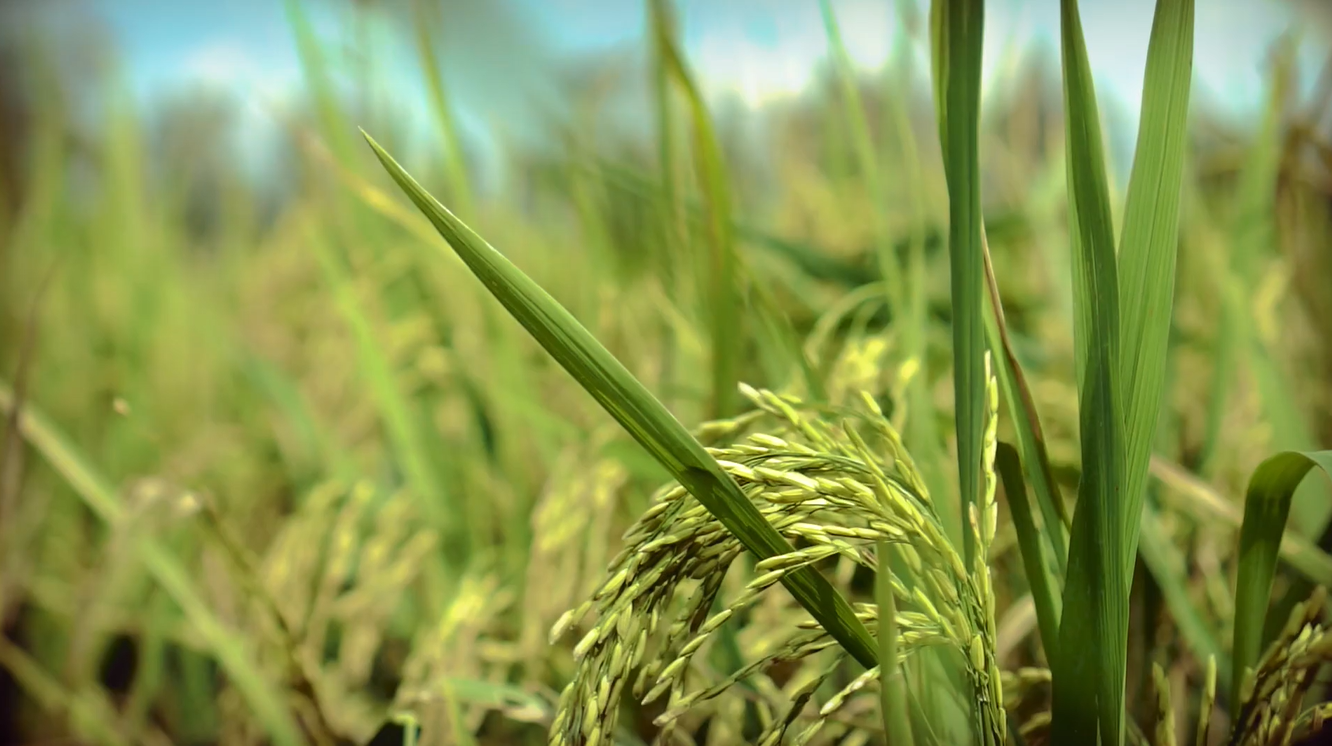 稲美町商工会青年部 | 稲美町の商業・観光・まちづくりを盛り上げる